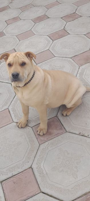 Щенок Американский шарпей