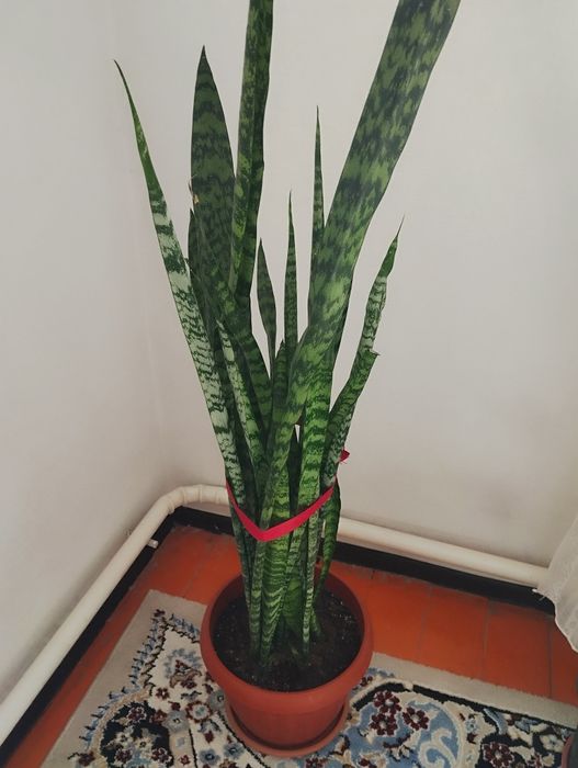 Цветы Сансеверия