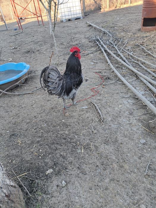 Gâște rate și cocosi de vânzare