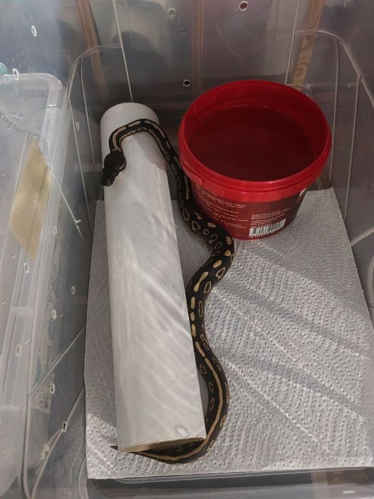 Малыши королевского питона