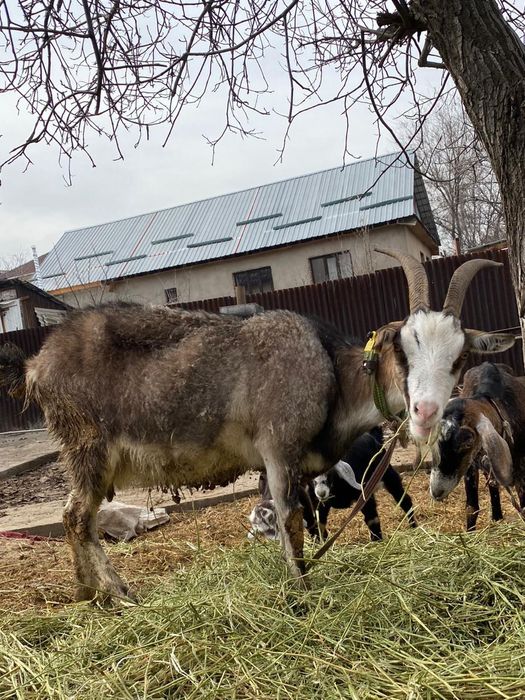 Ешкі және лақтар теке бар