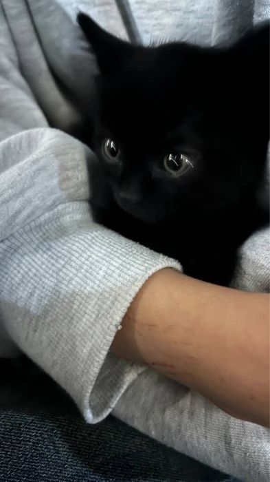 Отдам котенка в добрые руки,ей 5-7 недель