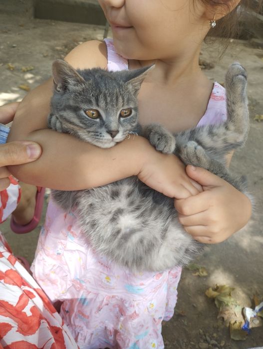 Zotli mushuk seri kelshtrib beramiz