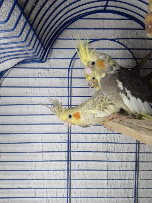 Кореллы попугайчики