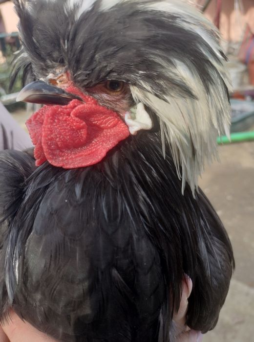 Moțată olandeză (cocoș)