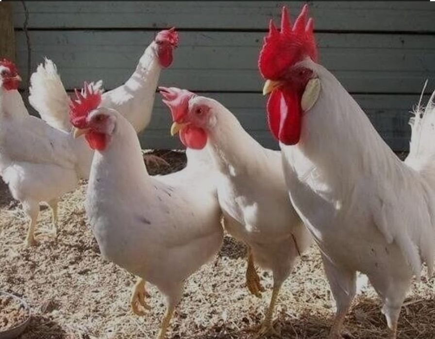 Белые куры несушки