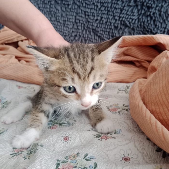 Отдам котят в добрые руки !