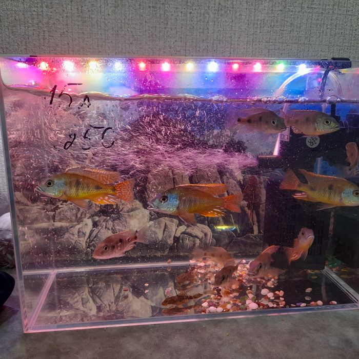 Продам рыбок Нанакар