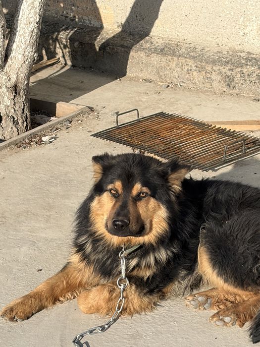 Овчарка 10 месяцев мальчик