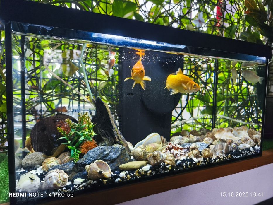 Vând acvariu Aquael  Leddy 60 L Day&Night