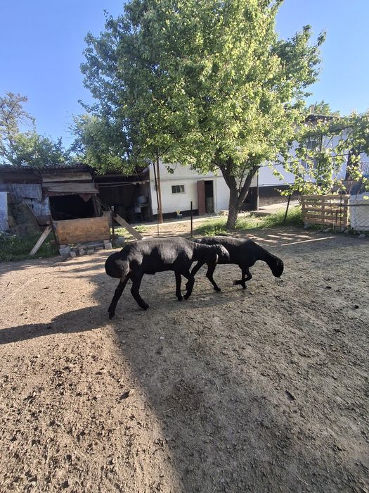 Қозы қошқар, гиссар