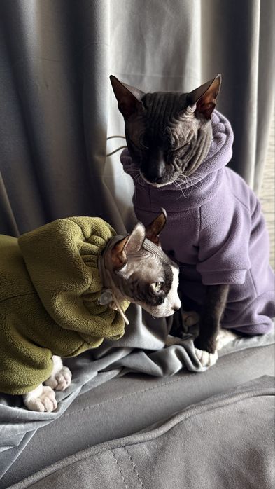 Срочно продам котенка!