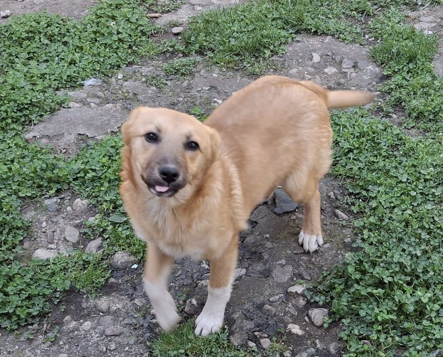 Donez 2 cățelușe