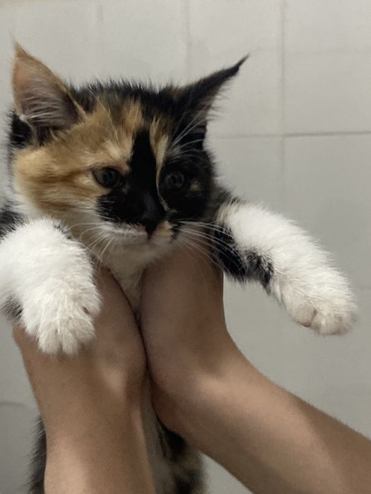 Котенок в добрые руки