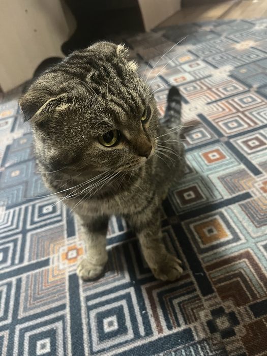 Шатлаская вислаухи