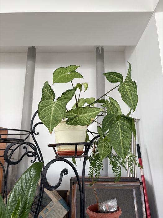 Цветы комнатные разные