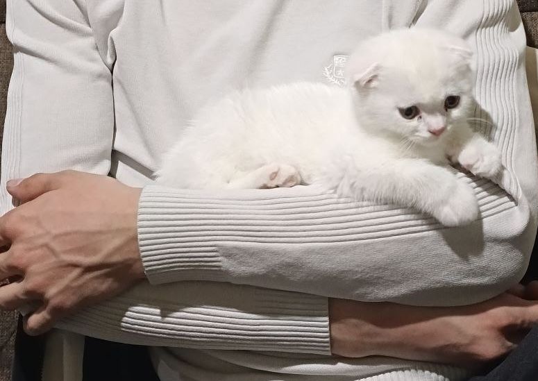 Прадаётся кошка скотиш фолд