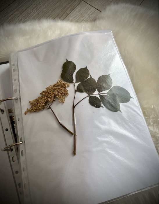 Ierbar botanica farmaceutica