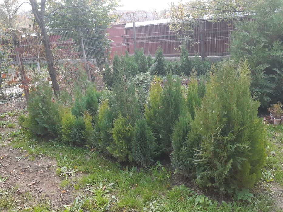 Vand tuia diferite marimi ,modele