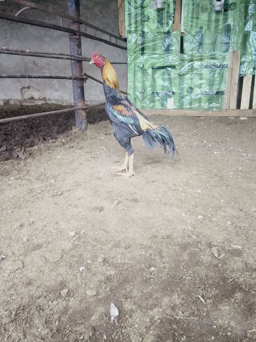 Продажа бойцовая птица