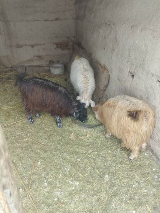 Продаются козы девочки