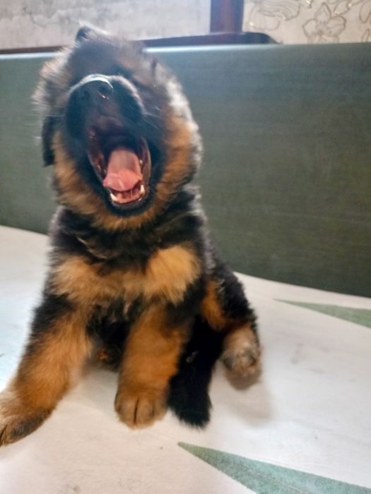 Щенки немецкой овчарки