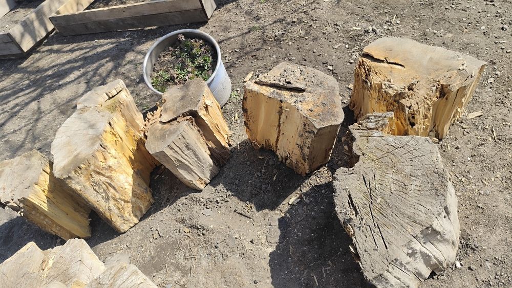 Бесплатно дерево на дрова