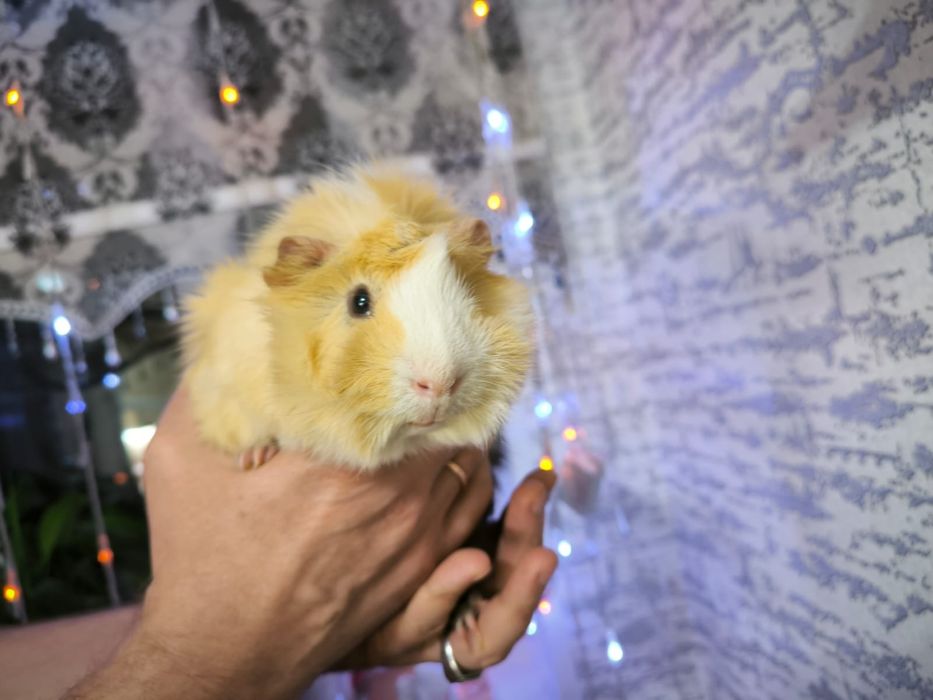 Продам свинок с клеткой