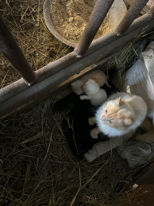 Котята из сарая, мать научит. Даром