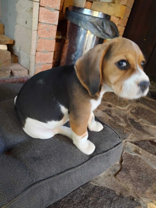 Pui de Beagle friendly