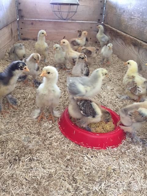 Цыплята несушки и бройлеры.