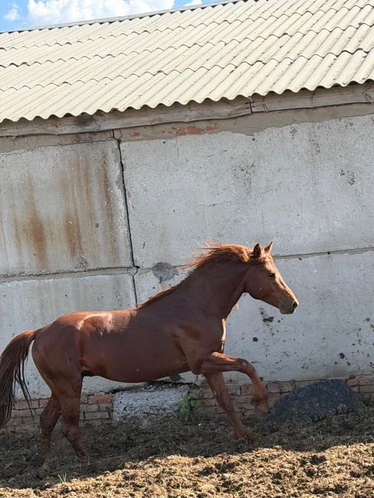 Продам Жеребца Кустанайской породы