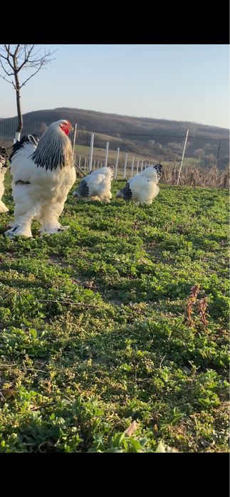 Ouă Brahma HD pentru incubat