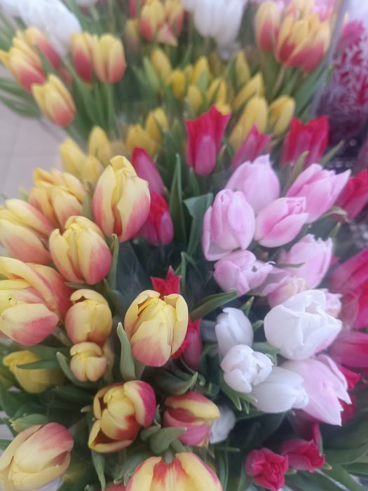 Лола пиёзи, луковицы тюльпанов привозные Голландия