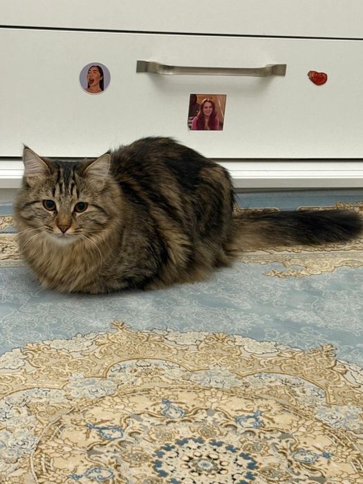 Отдам кота в хорошие руки