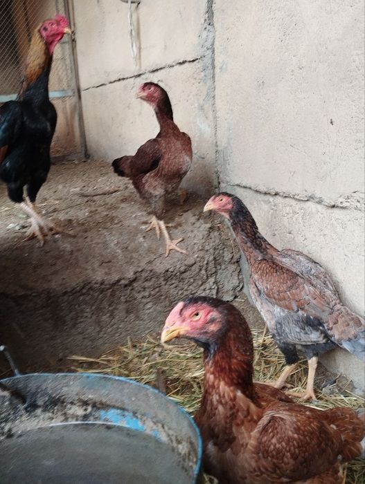 Дакан,Хонаки ва ухайли товуклари сотилади