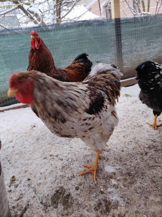 Cocosi din primăvară-vara 2025