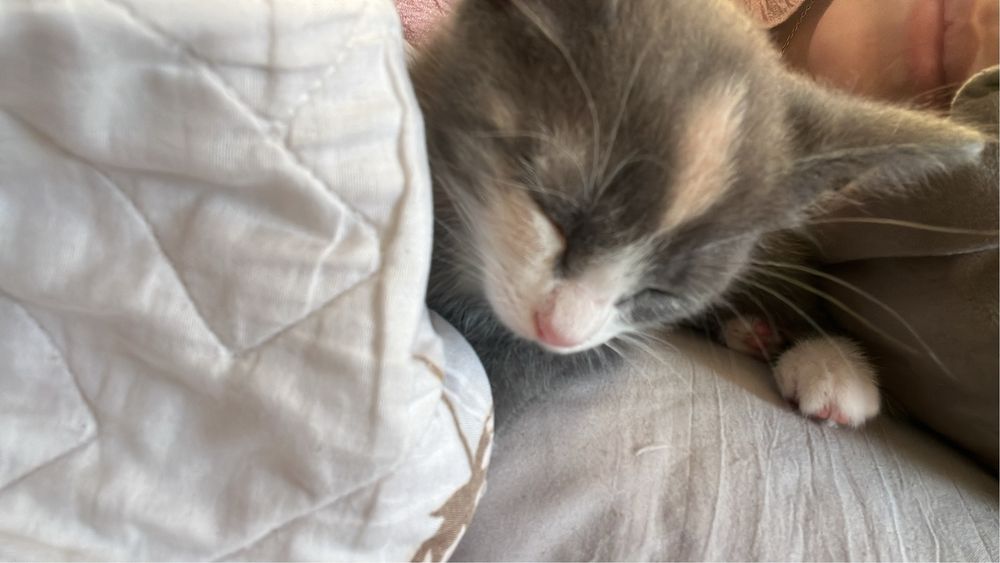 Котенка в добрые руки