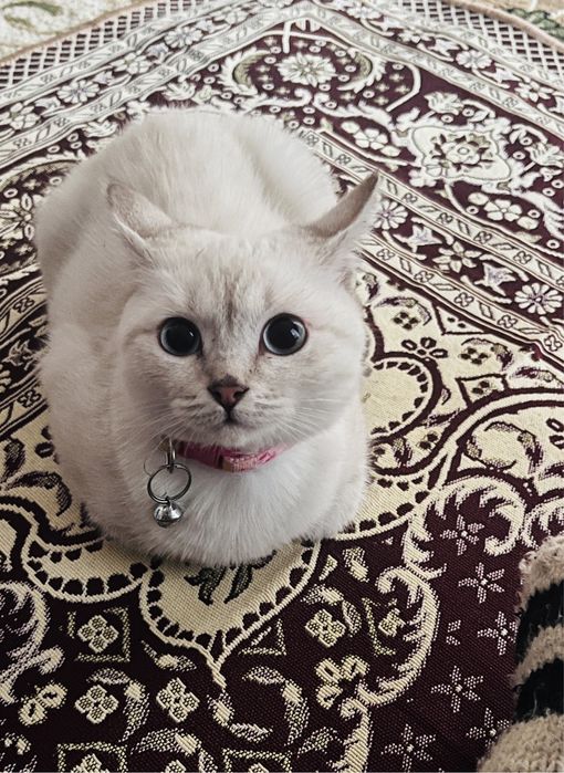 Пропала кошка