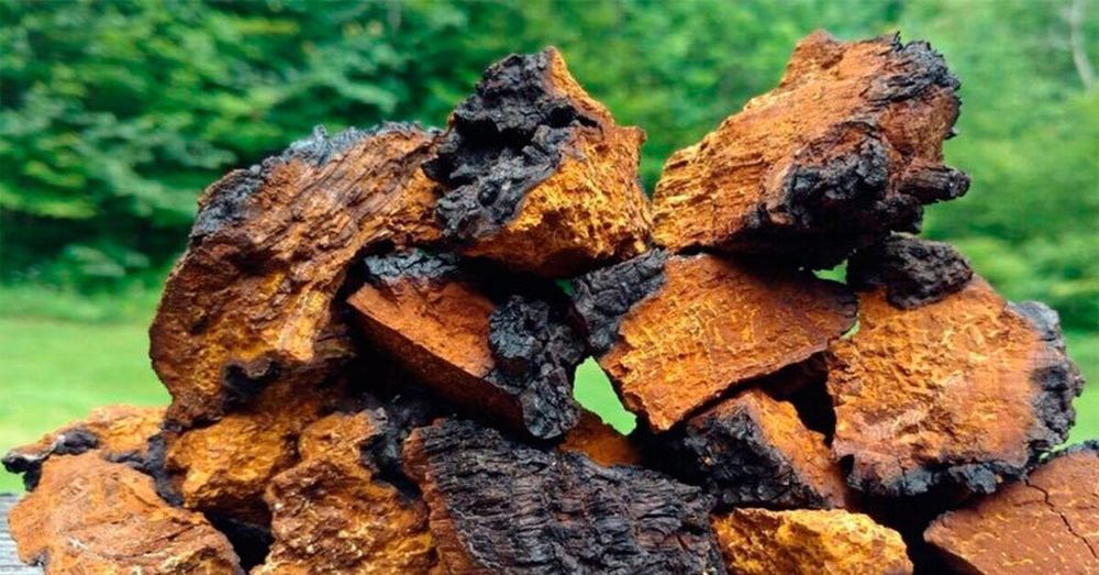 Чага березовый гриб