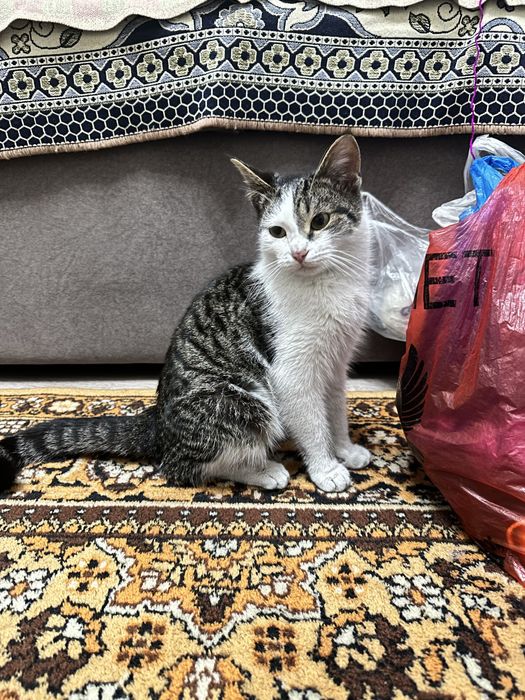 Отдам котенка в хорошие руки