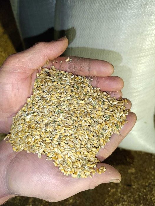 Продам зерноотходы пшеница уже в мешках