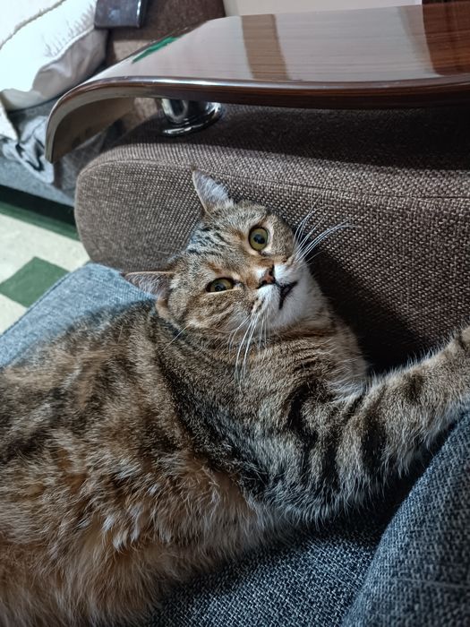 Потерялся кот под кличкой Бакс