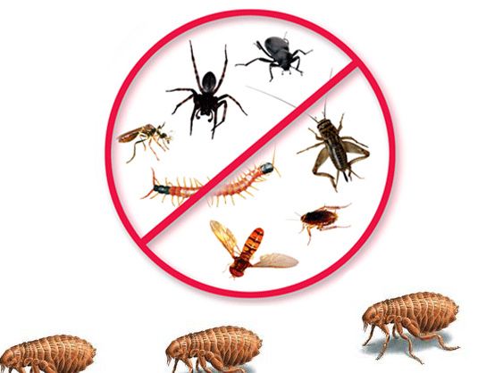 Deratizare Dezinfectie Dezinsectie Plosnite de pat