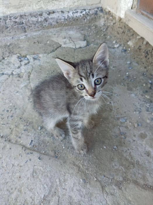 Мысык бар еркек котенок