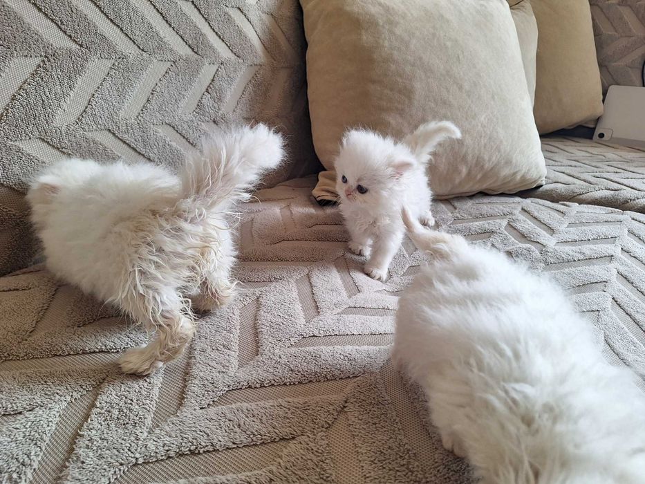 Персийски котенца