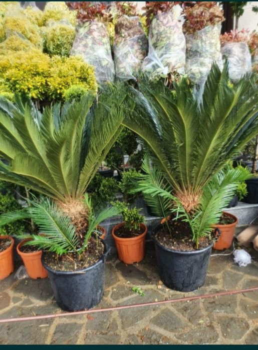 Plante ornamentale de gradina