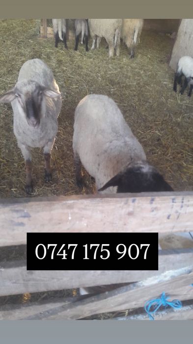 Berbeci de protap sau monta