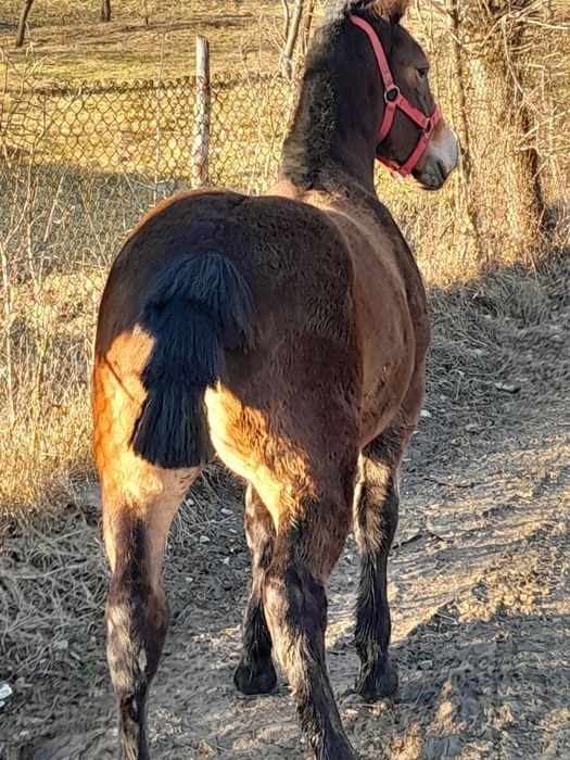 Vand manza de 6 luni