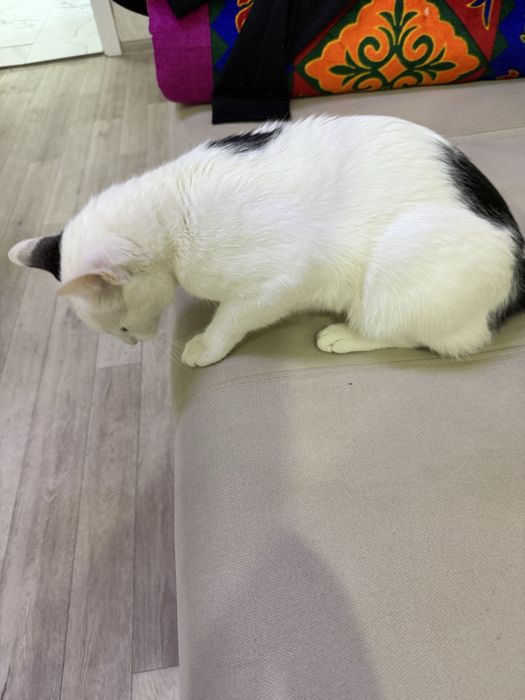 Отдаем кота в добрые руки